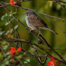 Dunnock Prunella modularis
