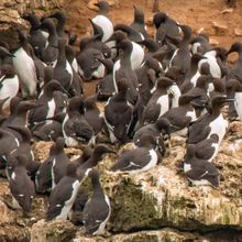 Gullimot Uria aalge colony