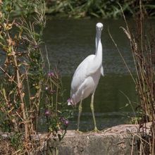 Little Egret Egreta garzetta