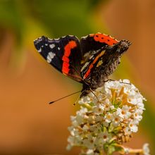Red Admiral Vanessa atalanta