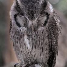 Owl, to identify?