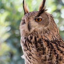 Owl, to identify?