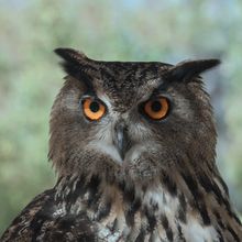 Horned Owl Bubo virginianus