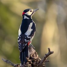 Great Spotted Woodpecker Dendrocopus major