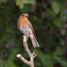 Robin Erithacus rubecula