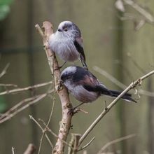 Long Tailed Tit Aegithalos caudatus
