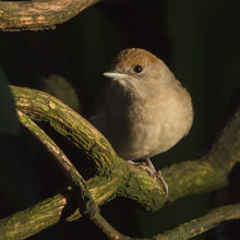Blackcap female Sylvia Cappilla