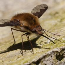 Bee Fly Latreille euarthropoda