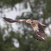 Red Kite Milvus milvus