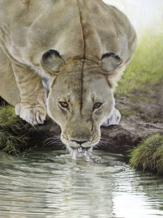 At the watering hole