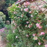 Glorious roses