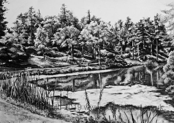 Charcoal drawing by Sussex artist Sarah Duffield of the engine pond at Leonardslee gardens near Horsham. A path follows the contours of a lake then through a bank of trees, sunlight casts dark shadows on the bank.