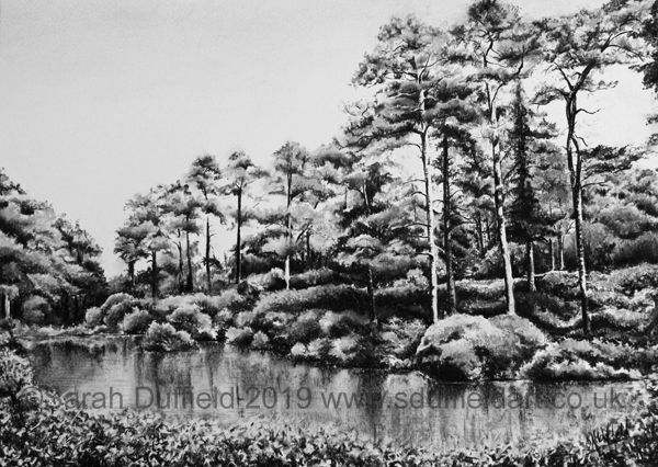 A charcoal drawing by Sussex artist Sarah Duffield. A still lake is lined by a bank and shrubbery, on the far side tall conifers recede in groupings along the bank creating a dramatic composition.