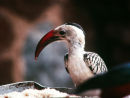 Hornbill