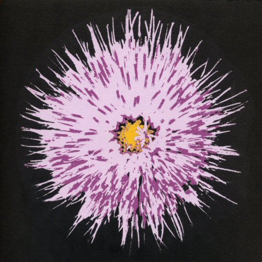 cirsium by night