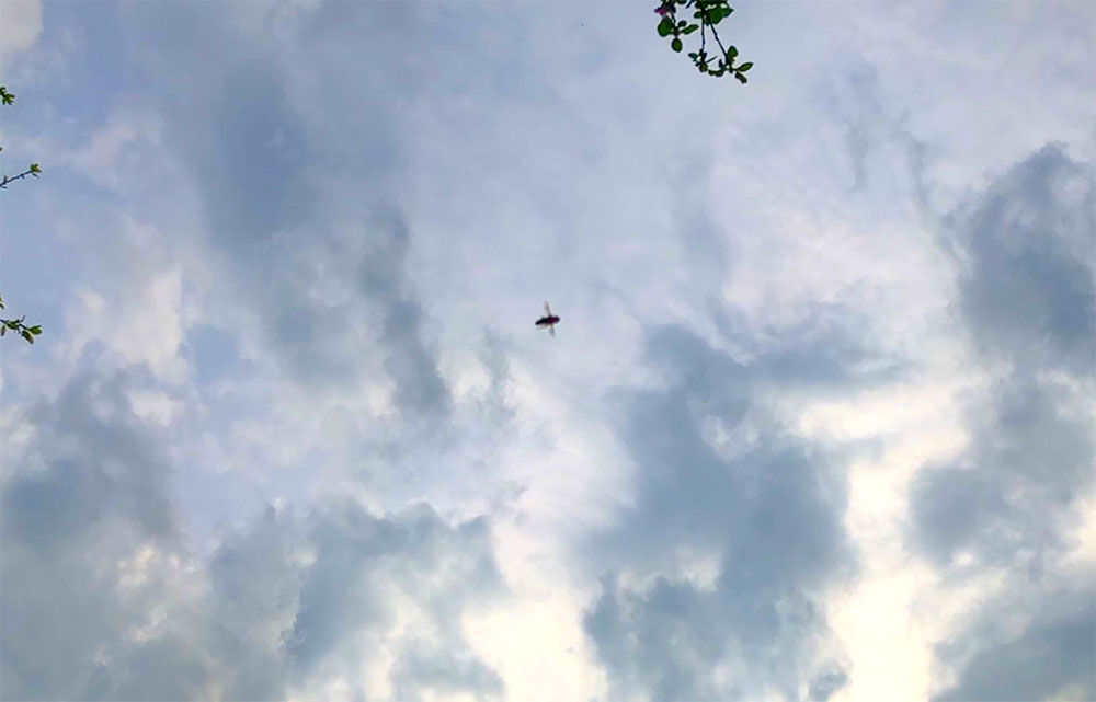 A hoverfly against a cloudy sky