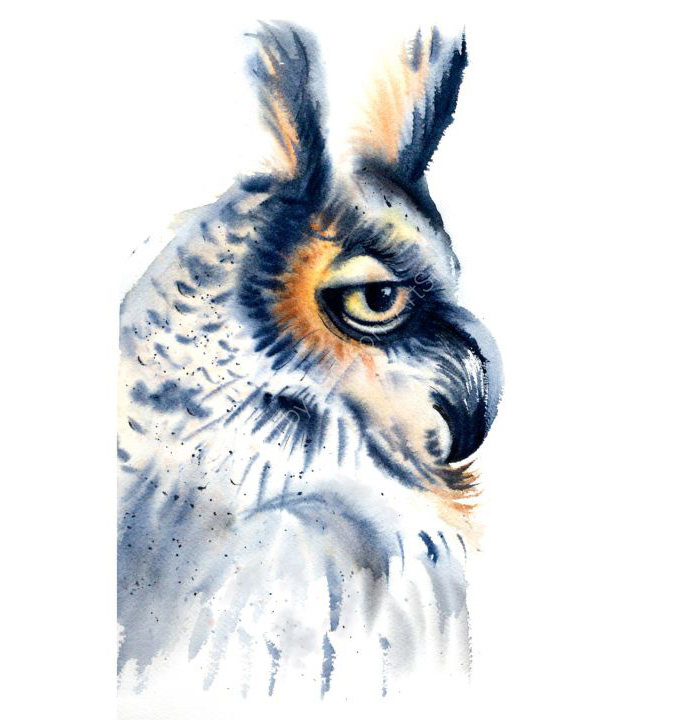 B-58.The Owl