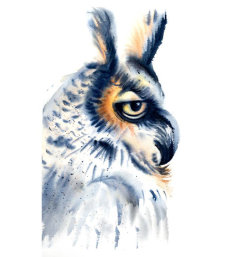 B-58.The Owl