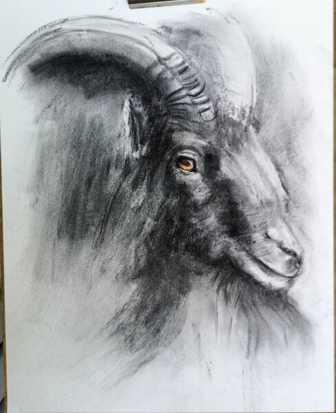 Goat - Charcoal Original Art . SOLD