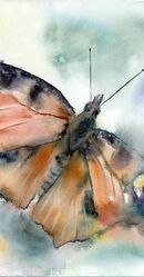 Peacock Butterfly - Original Watercolor Painting by PaintisPassion (Size: 14 x 10 in) Peacock Butterfly - Original Watercolor Painting 868