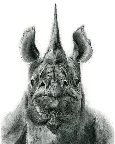 Rhino - - Charcoal Original Art . SOLD