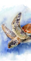 Swimming Sea turtle - Original Watercolor Painting (Size: 15.7 x 11.7 in) Swimming Sea turtle - Original Watercolor Painting 649