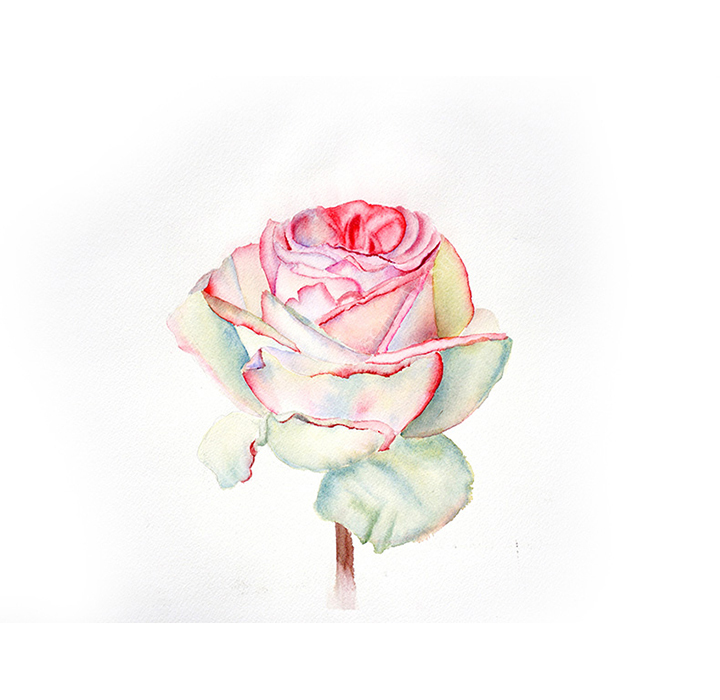 22_Pink Rose