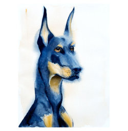 Doberman Pinscher
