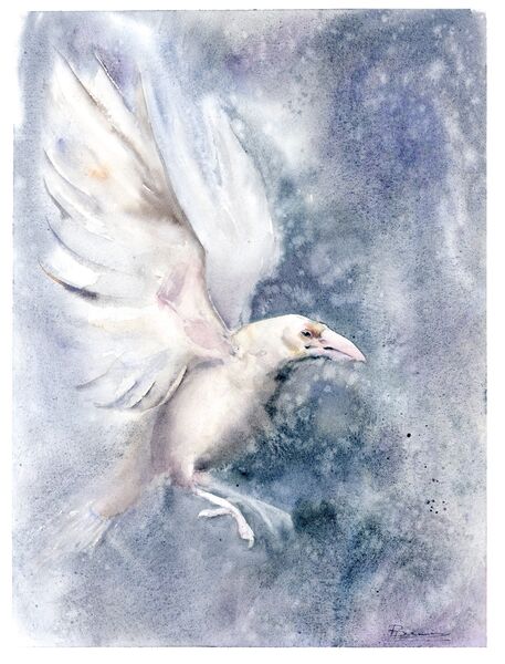 White Raven - Original Watercolor Painting. Size: 12x16 inches. Price: 400$