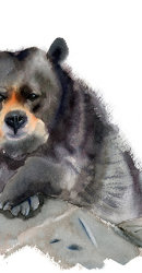©PaintisPassion-print-art-bear