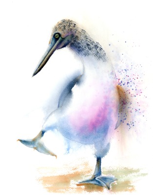 Blue Footed Booby - Original Watercolor Painting. SOLD Blue Footed Booby