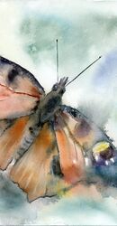 Watercolor Peacock Butterfly Original art by PaintisPassion, size: 14 x 10 in Watercolor butterflies original painting