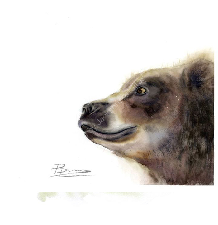 bear portrait
