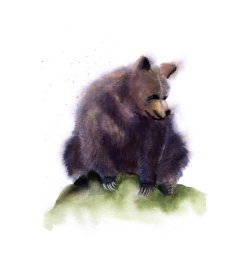 bear