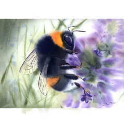 Bumblebee