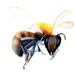 bee