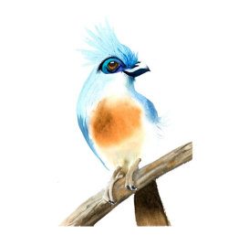Nice bird