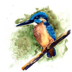 bird fisher