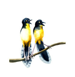 Two surprised birds