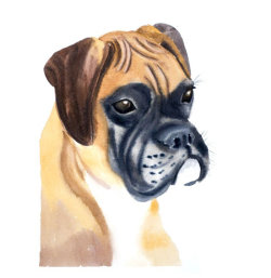 Boxer Dog