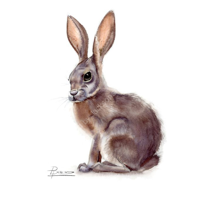 hare