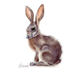 hare
