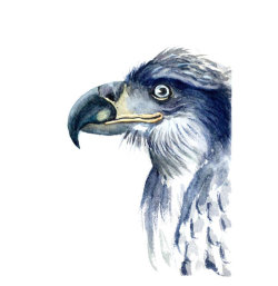 Eagles portrait