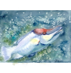 fish1