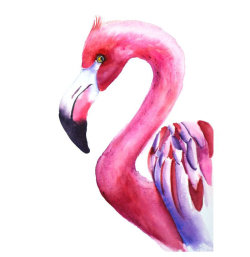 flamingo