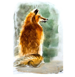 fox