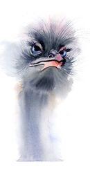 Ostrich1- original watercolor painting (size: 9.4x12.6 inches) OSTRICH 1 (b12)