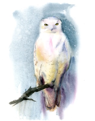 Snowy Owl - Original Watercolor Painting. Size: 11.1 x 15.5 inches. Price: 150$ Snowy Owl