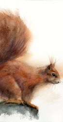 Squirrel - Original Watercolor Painting by PaintisPassion (Size: 14.5 x 11.5 in) Squirrel - Original Watercolor Painting 836