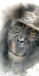 Monkey portrait - Original Watercolor Painting Monkey portrait - Original Watercolor Painting 837